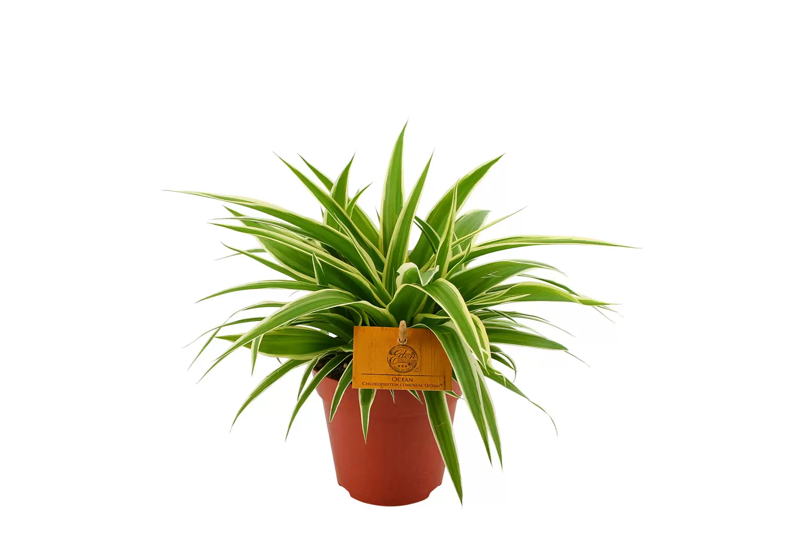 Kamerplantje Chlorophytum Comosum Ocean XL Tuincollectie Nl