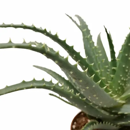 Aloe Arborescens 30cm | Tuincollectie.nl