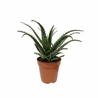 Aloe Arborescens 30cm | Tuincollectie.nl