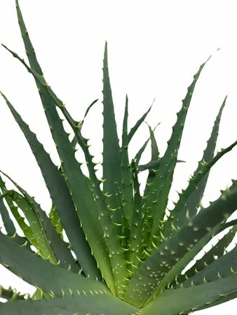 Aloe Arborescens 40cm