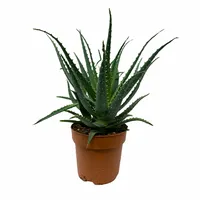 Aloe Arborescens 40cm