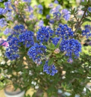 Ceanothus Puget blue 85cm