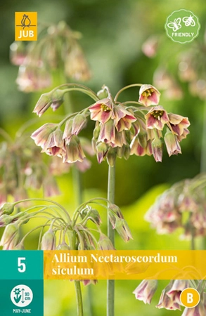 Bloembol Allium Nectaroscordum Siculum 5st