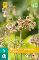 Bloembol Allium Nectaroscordum Siculum 5st