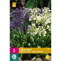 Bloembollen Agapanthus Blauw-Wit 3st