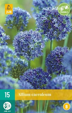 Bloembollen Allium Caeruleum 15st