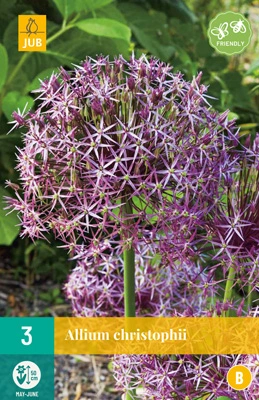 Bloembol Allium christophii 3st