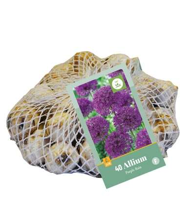 Bloembollen Allium Purple Rain 40st