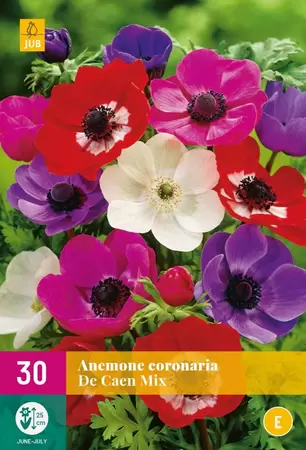 Bloembollen Anemone De Caen Mix 30st