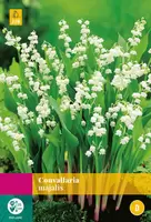 Bloembollen Convallaria Majalis 10st