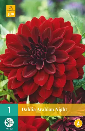 Dahlia Arabian Night bloembollen