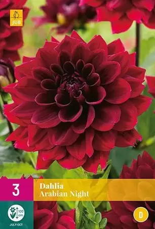 Bloembollen Dahlia Arabian Night 3st