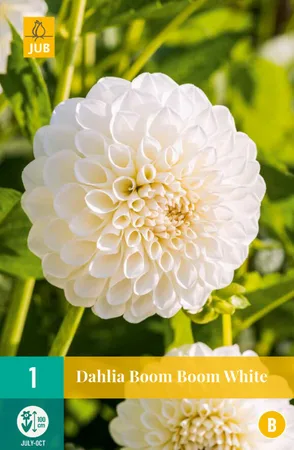 Bloembollen Dahlia Boom Boom Wit 1st