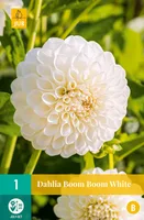 Bloembollen Dahlia Boom Boom Wit 1st