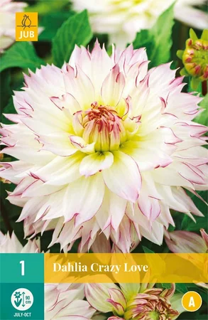 Bloembollen Dahlia Crazy Love 1st