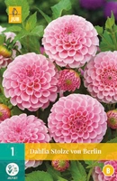 Bloembollen Dahlia Stolze von Berlin 1st