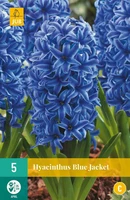 Bloembollen Hyacinthus Blue Jacket 5st