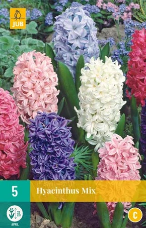 Bloembollen Hyacinthus Mix 5st