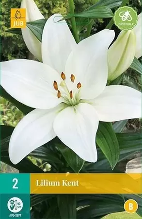 Lilium Kent bloembollen