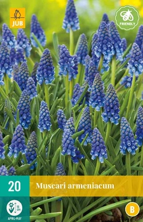 Bloembollen Muscari Armeniacum 20st