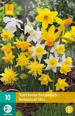 Bloembollen Narcissus Botanisch/ Botanical Mix 10st