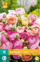 Bloembollen Ranunculus Pastel Mix 10st