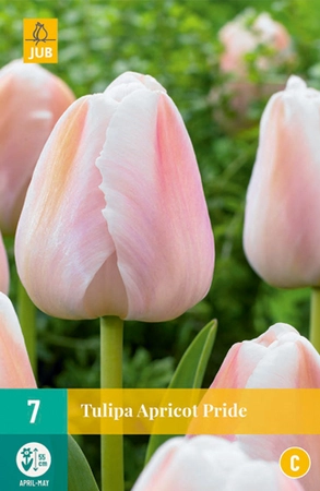 Bloembollen Tulipa Apricot Pride 7st