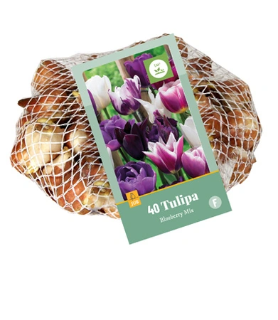 Bloembollen Tulipa Blueberry Mix 40st