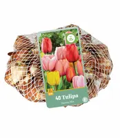 Bloembollen Tulipa Darwin Hybride 40st