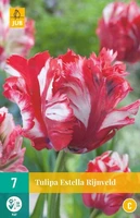 Bloembollen Tulipa Estella Rijnveld 7st