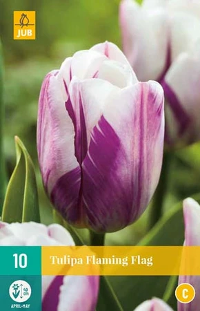 Bloembollen Tulipa Flaming Flag 10st