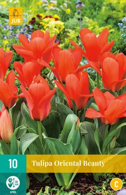 Bloembollen Tulipa Oriental Beauty 10st