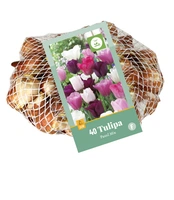 Bloembollen Tulipa Pastel Mix 40st