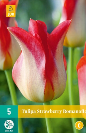 Bloembollen Tulipa Strawberry Romanoff 5st