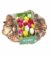 Bloembollen Tulipa Triumph Mix 40st