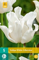 Bloembollen Tulipa White Libelstar 5st