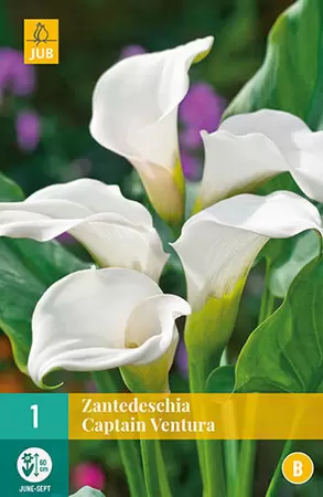 Bloembollen Zantedeschia Captain Ventura