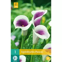 Zantedeschia Picasso 1st