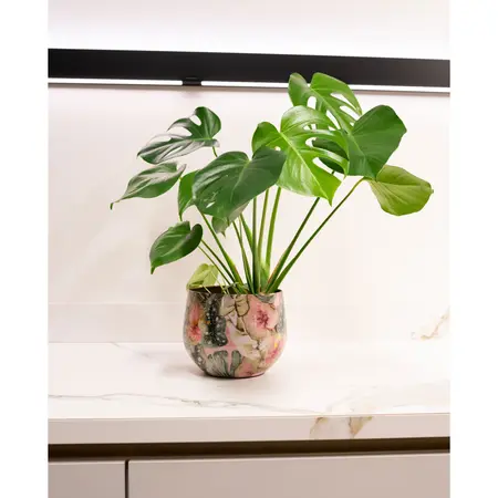 Bloempot Lammie Monstera Mystery Ø21cm