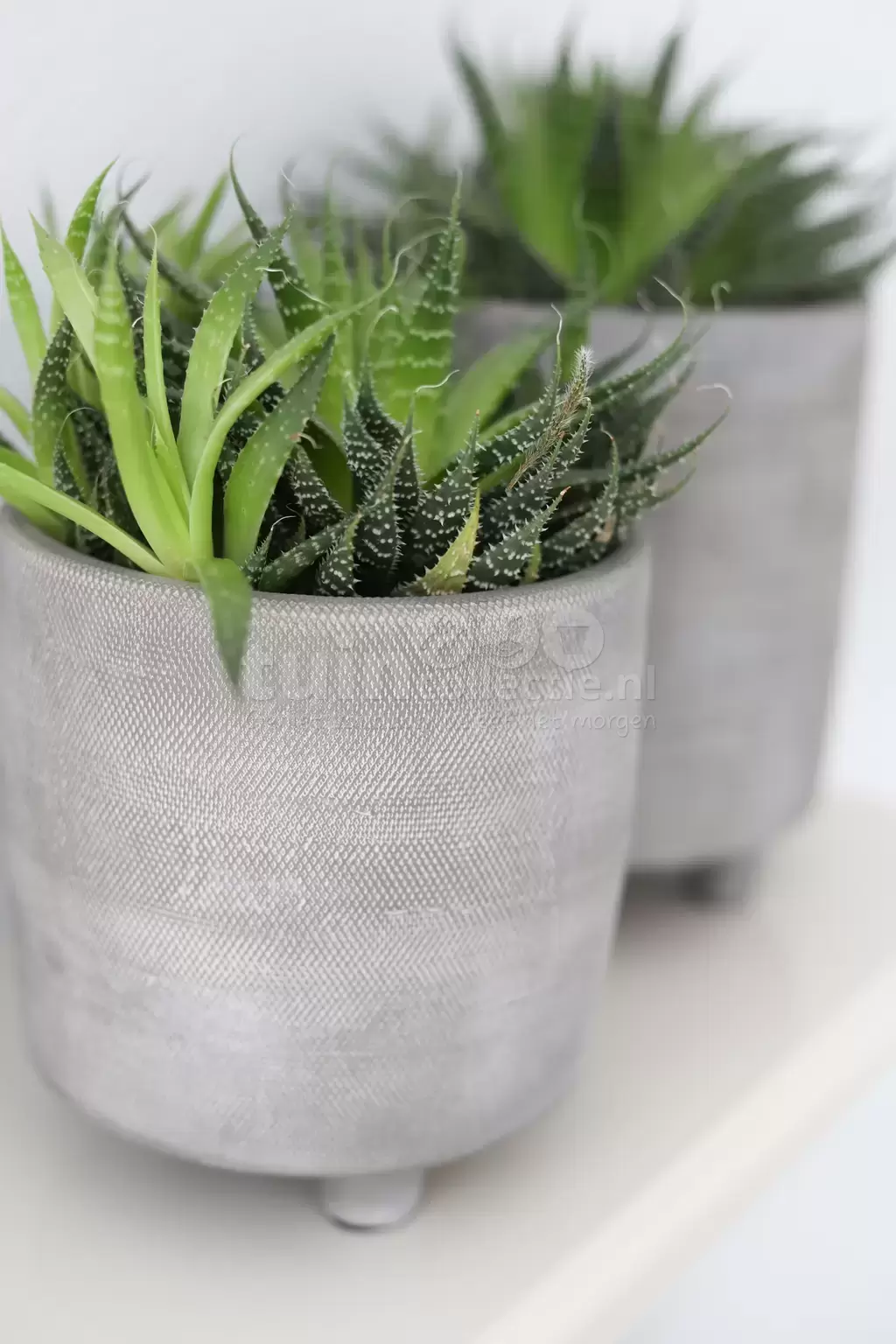 Bloempot Nevada | Cement Grijs Perfect voor plantje - Tuincollectie.nl