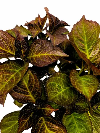 Hydrangea macrophylla 'Dark Angel'