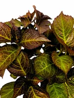 Hydrangea macrophylla 'Dark Angel'