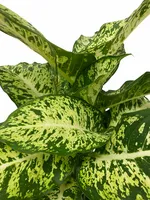 Dieffenbachia 'Mars' Kamerplant