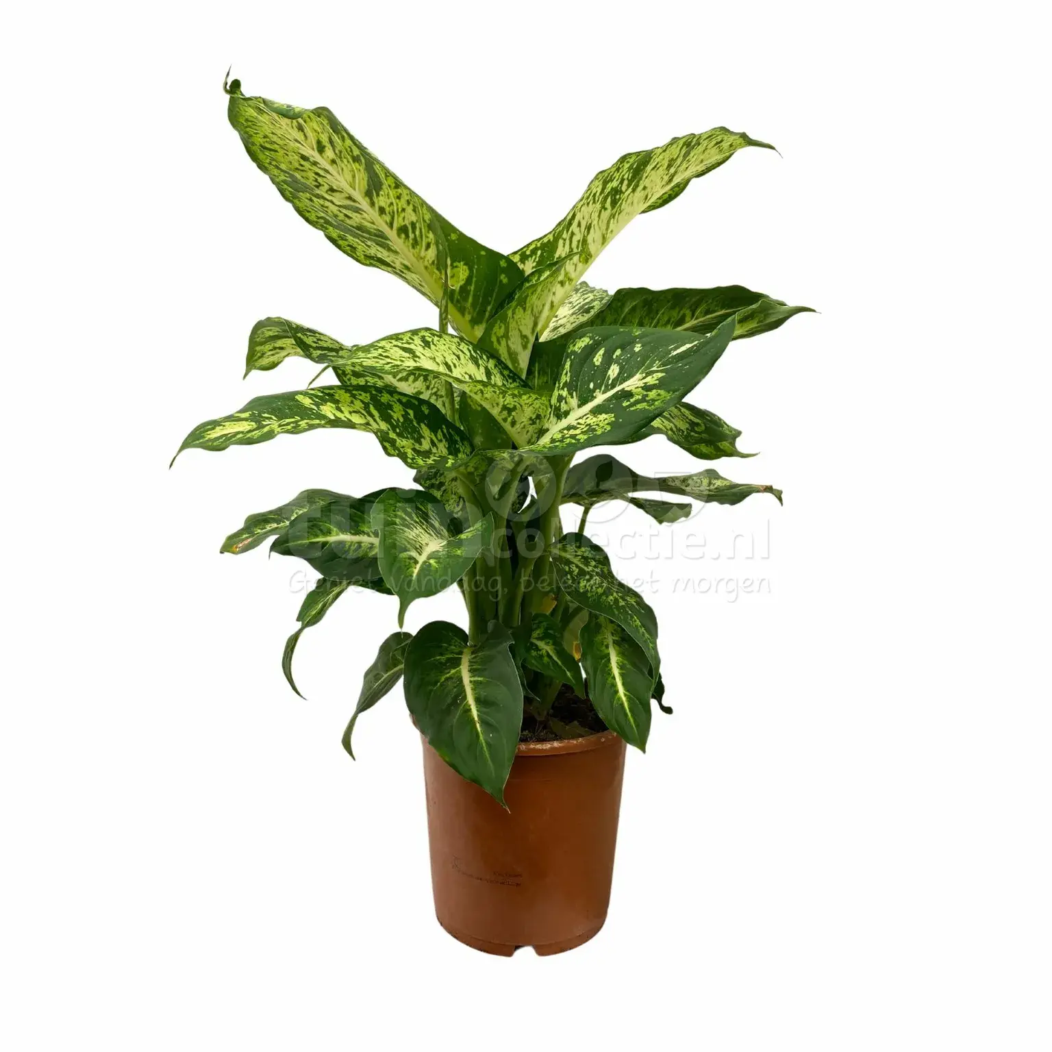 Dieffenbachia 'Mars'