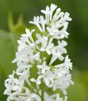 Syringa meyeri 'Flowerfesta White'