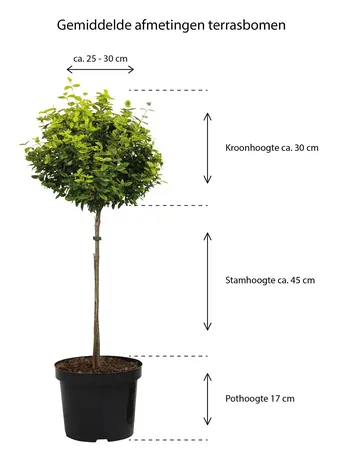 Dwergsering wit op stam