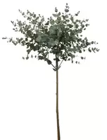 Eucalyptus boompje 85cm