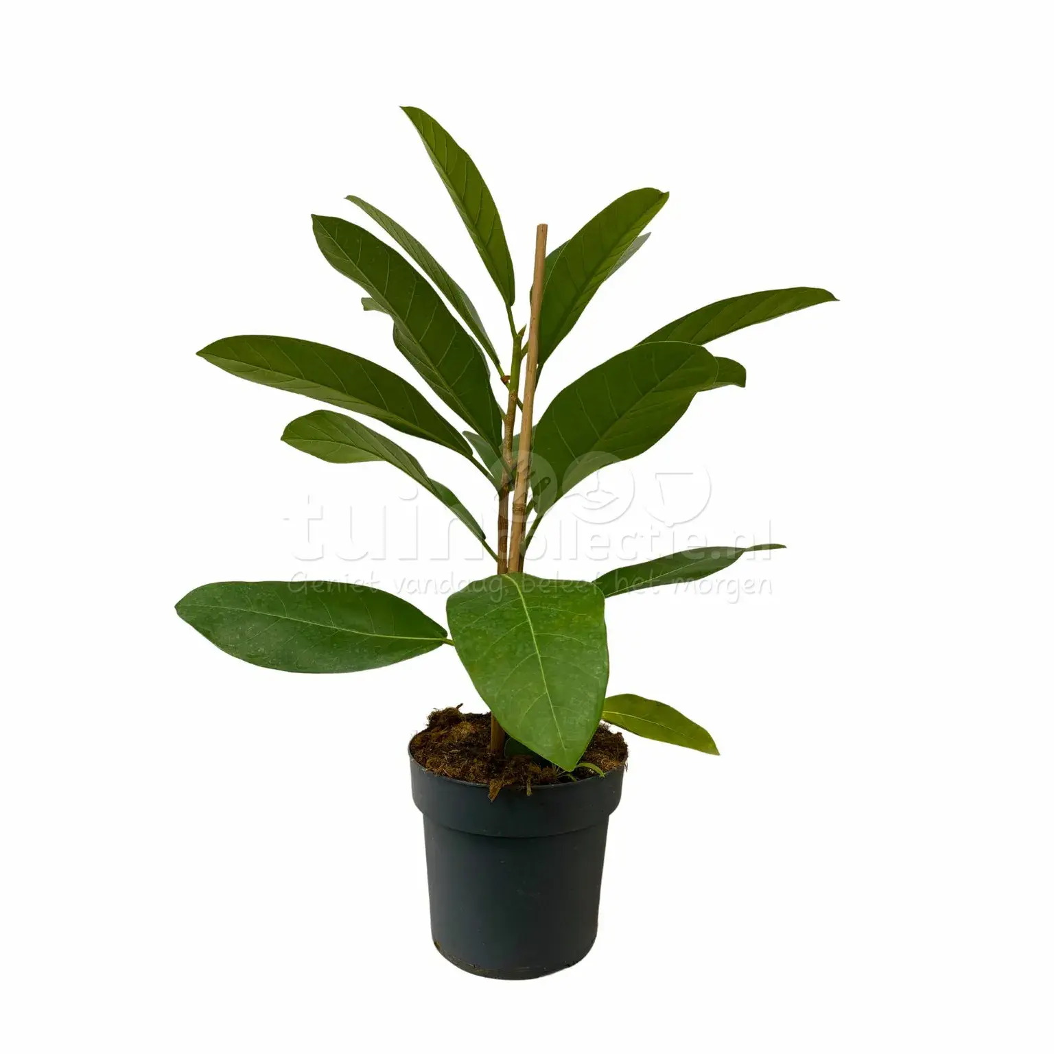 Ficus benghalensis 'Roy'