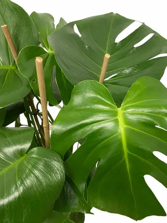 Gatenplant - Monstera Deliciosa