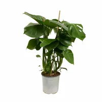 Gatenplant - Monstera Deliciosa 65-70cm